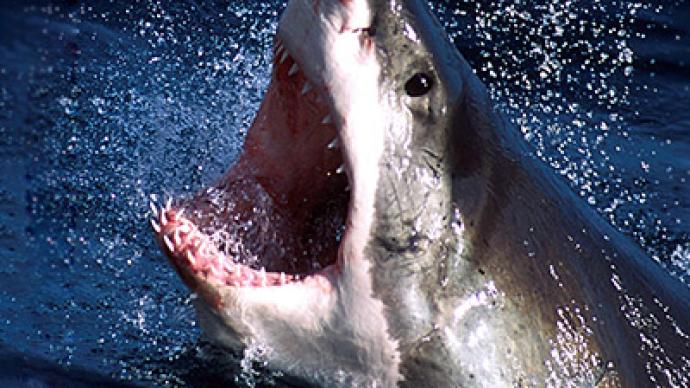Jaws no more: Australia to kill sharks 