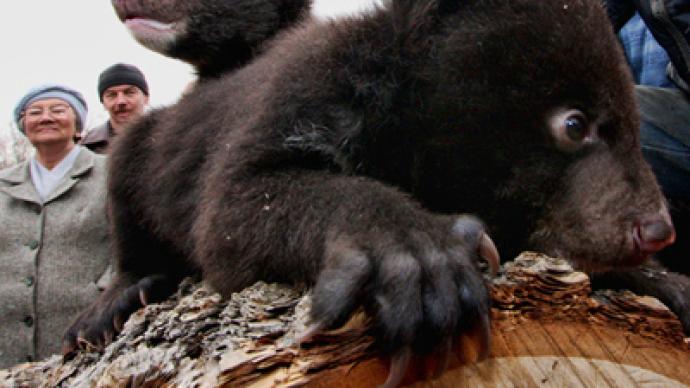 Furry orphans: baby bears need home