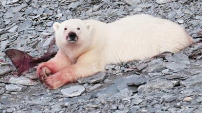 Polar bear mauls scientist to death