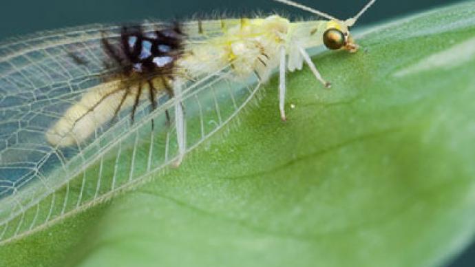 Shutterbug: New insect species discovered on Flickr