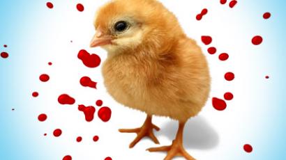 300,000 chicks slaughtered when farm ownership changes hands