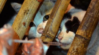 Buried alive? ‘3 tons’ of smuggled cats dumped in mass grave in Vietnam