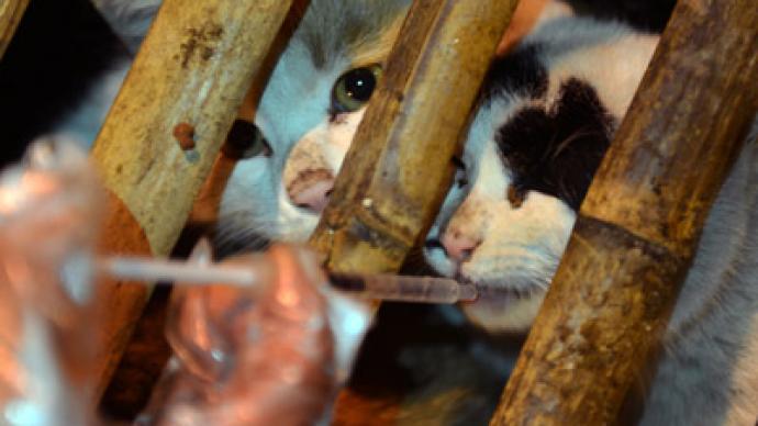 Off the menu: 600 plump cats escape slaughter after China truck crash