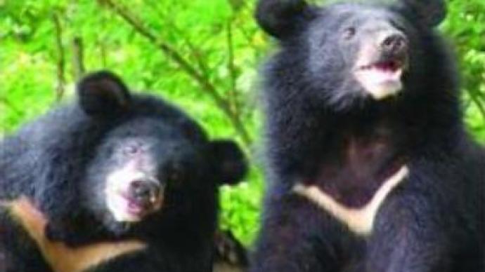 Chinese environmentalists call for bear protection