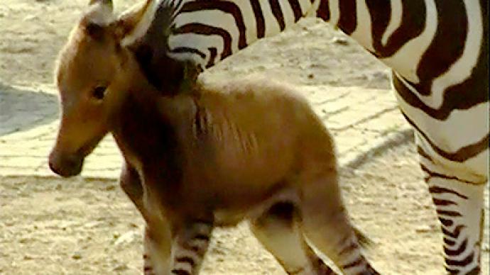 Newborn "donkra" melts hearts in Chinese zoo