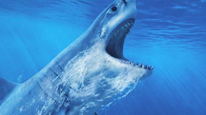 Jaws no more: Australia to kill sharks 