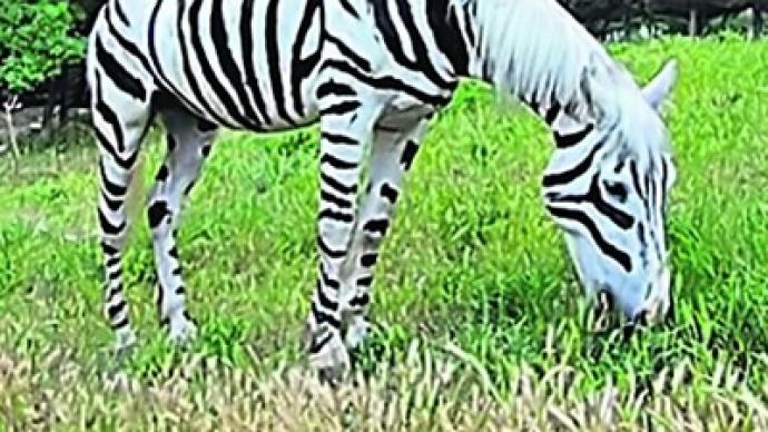 Fake zebra seized in Ukraine