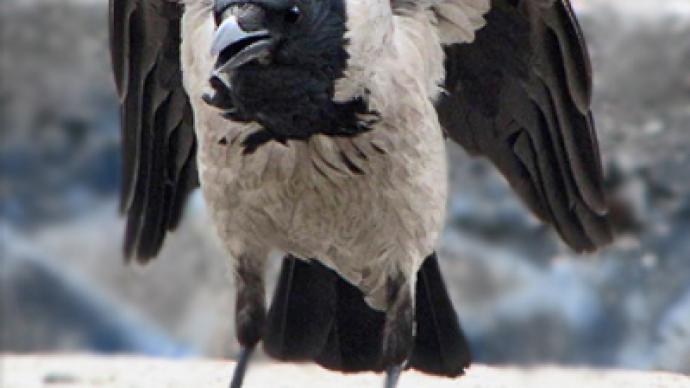 “Flying squad” of crows attacks people 