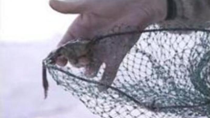 Frog-hunting jeopardises eco-balance of Far East
