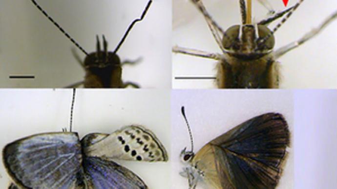 Fukushima mutant butterflies spark fear of effect on humans