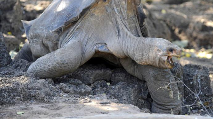 Last-of-his-kind giant Galapagos tortoise found dead