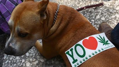 Animal urges: Bestiality ban passes Bundestag