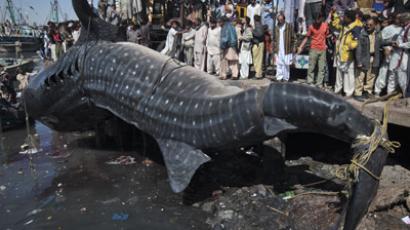 World’s rarest shark falls victim to fish oil market