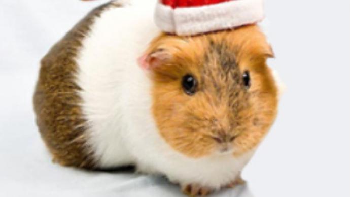 Guinea pig Santa sees eight comrades eaten