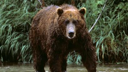 ​Hardware VS Predator: Man repelled Siberian bear attack with computer