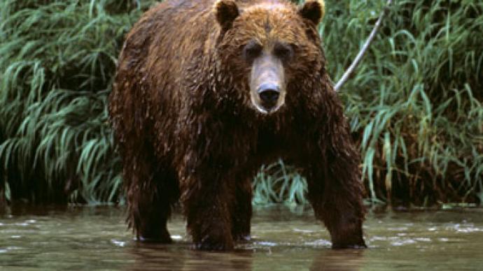 Bear weddings ban tourists from Kamchatka