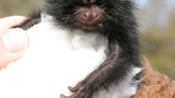 Endangered lion tamarin born in UK zoo