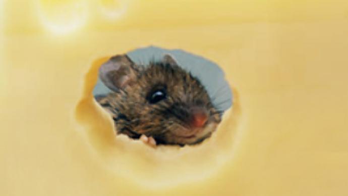 Mice nibble through Parmesan worth 800,000 euros