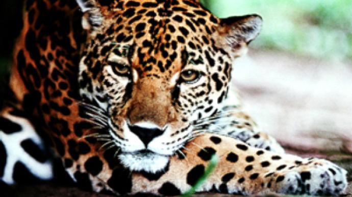 Oil and bushmeat threaten Ecuador’s jaguars