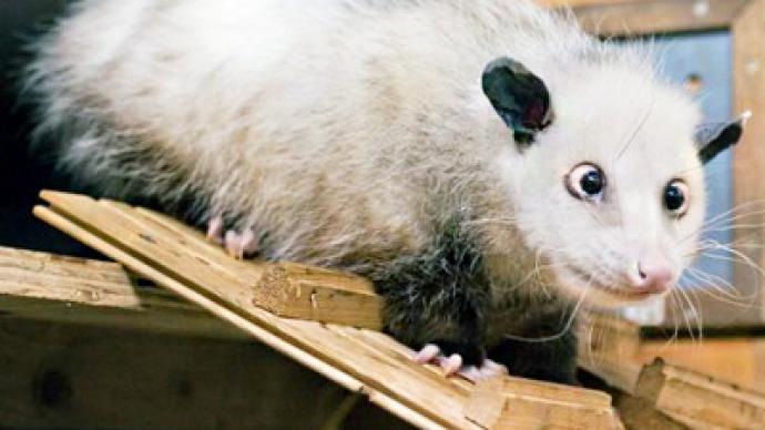 Cross-eyed opossum charms Germans