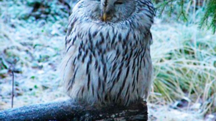 Owls’ aviary torched in Moscow