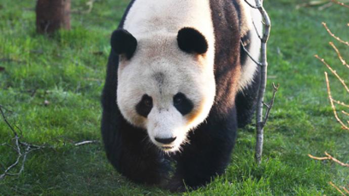 How much can a panda bear? BBC in Twitstorm