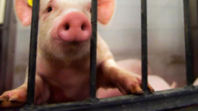 Pentagon accused of pig victimization