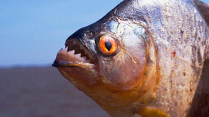 Piranha caught in Siberian river