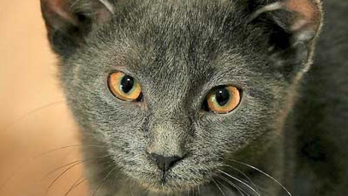 Professor eyes breeding four-eared cat