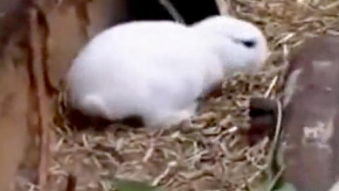 Mutant rabbit born near Fukushima plant