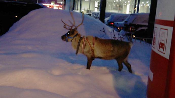 Reindeer traverses snowy streets of St. Pete