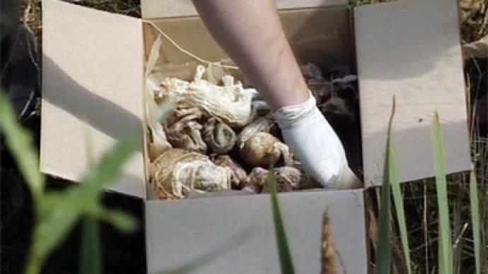 Shock discovery: 248 human fetuses found trashed in Russian forest