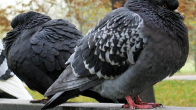 Moscow pigeons die in startling quantities