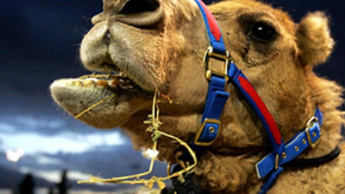 Bordering on déjà vu – Ukraine blocks Russian camels from entering the country 