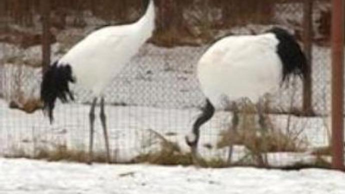 Russian rare bird breeding centre saves endangered species