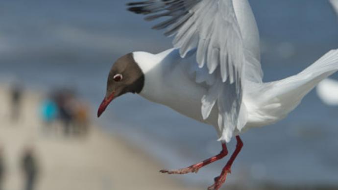 Angry Birds: Argentina to shoot seagulls to save whales
