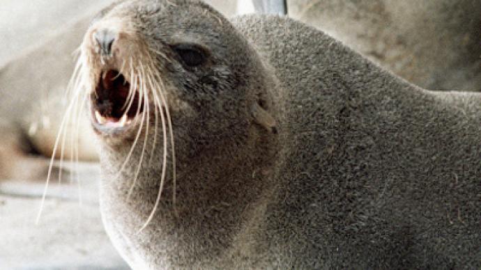 A dozen fur seals die en route to dolphinarium