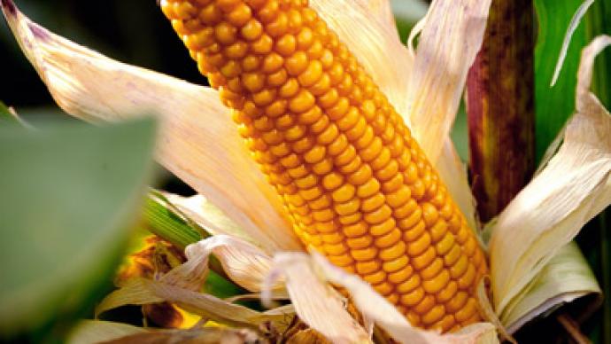 Good crop, bad crop: French scientists dismiss Monsanto 'cancer corn' study