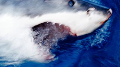 New shark attack – Russian Far East ‘no swim zone’ again