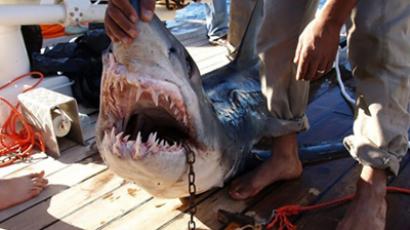 Jaws 2.0: Freak shark attacks in Russia's Far East