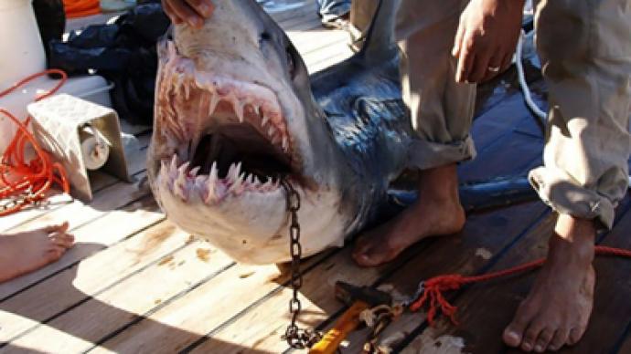 Shark kills German tourist in Egypt 