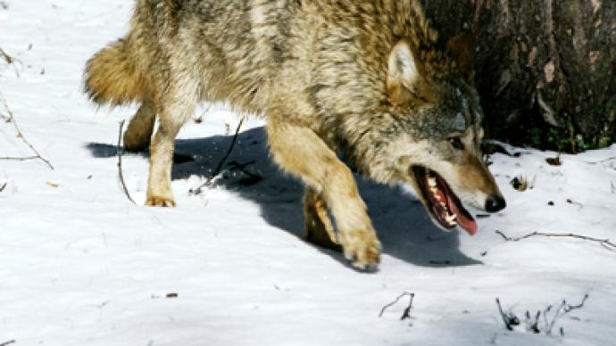 State of emergency in Siberia: Russian republic to hunt down 3,000 wolves