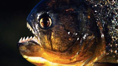 Giant piranha caught in southern Russia