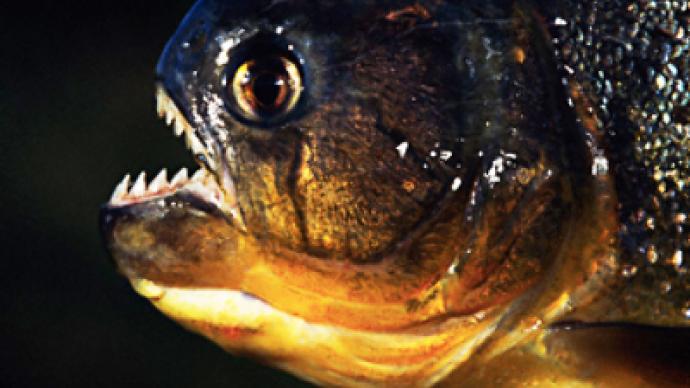 Siberia home to vegan piranhas