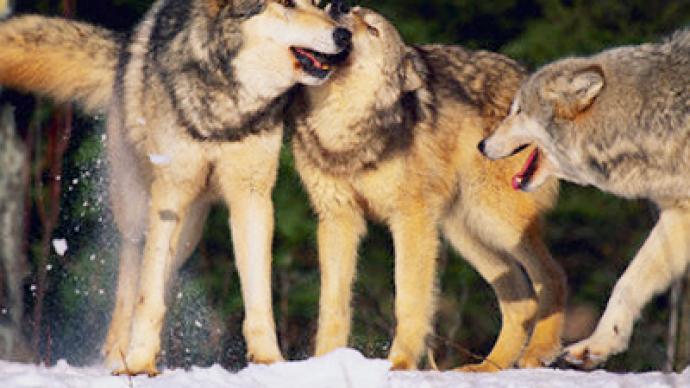 Siberian hunters chase 400-strong wolf pack
