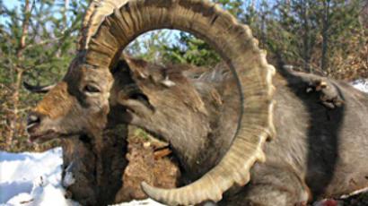 Poaching probe to sort sheep from goats 