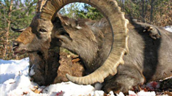 Skins and skulls of rare animals confiscated in Domodedovo