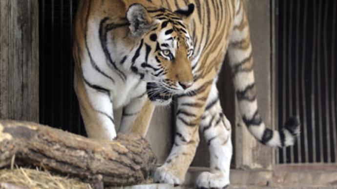 Siberian tiger kills zookeeper in Germany 
