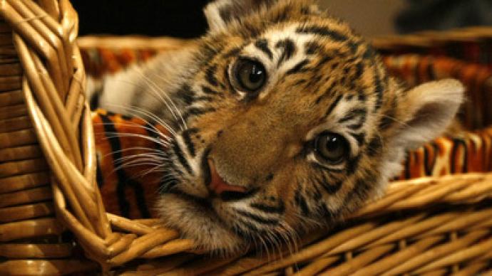 Urals woman gets to keep her pet tiger