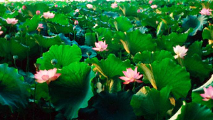 Russia’s lotus fields burst into bloom